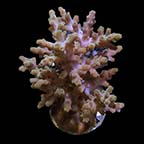  ORA&reg; Aquacultured Rosaria Acropora Coral